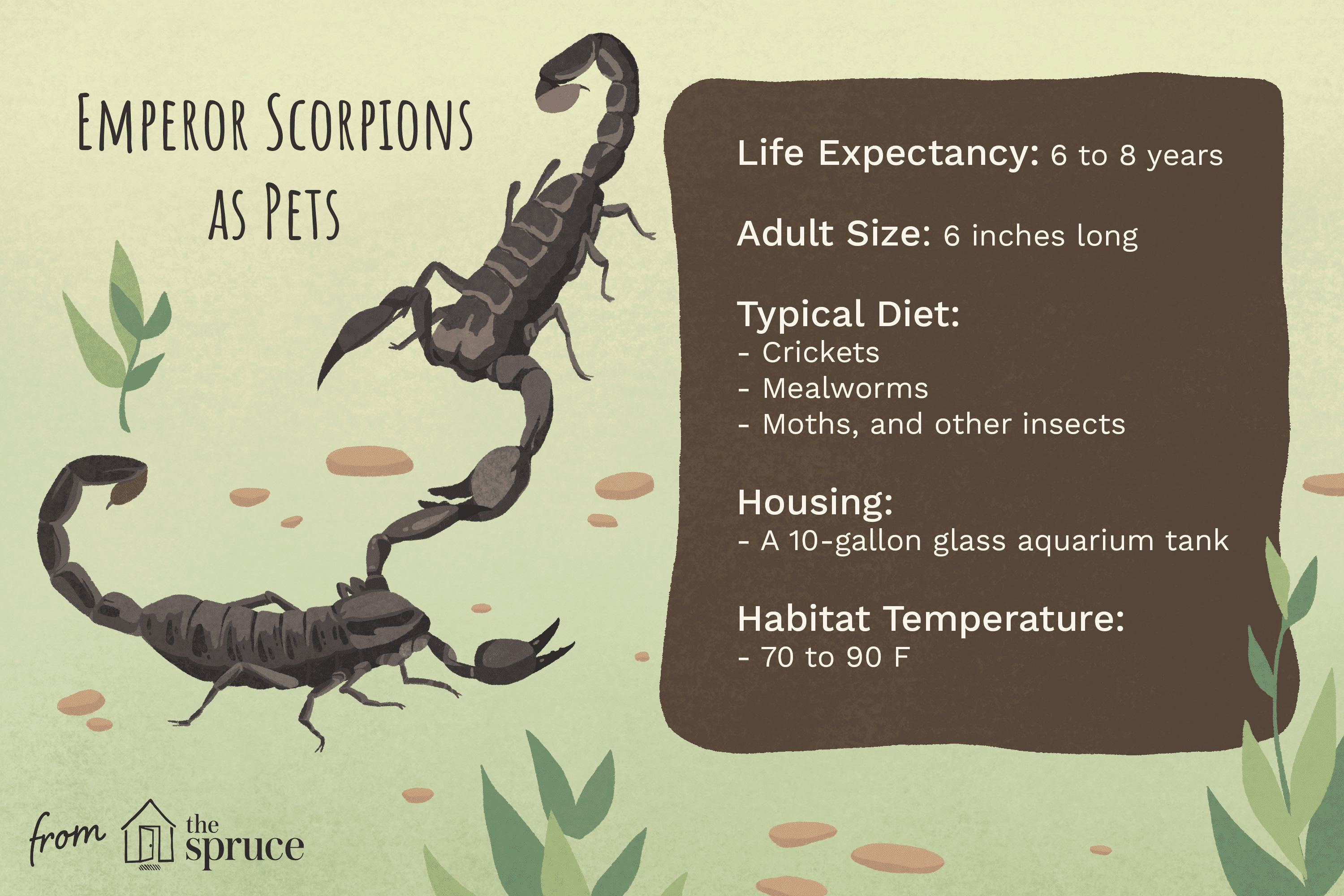 emperor scorpions as pets