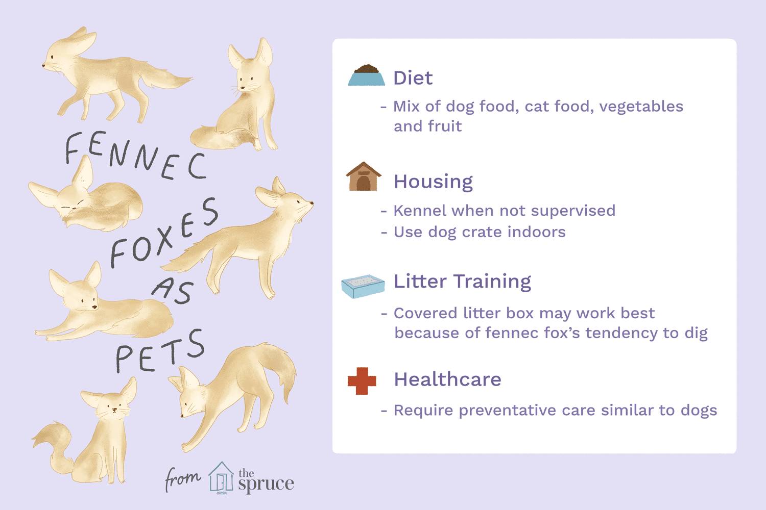 illustration depicting the needs of a pet fennec fox