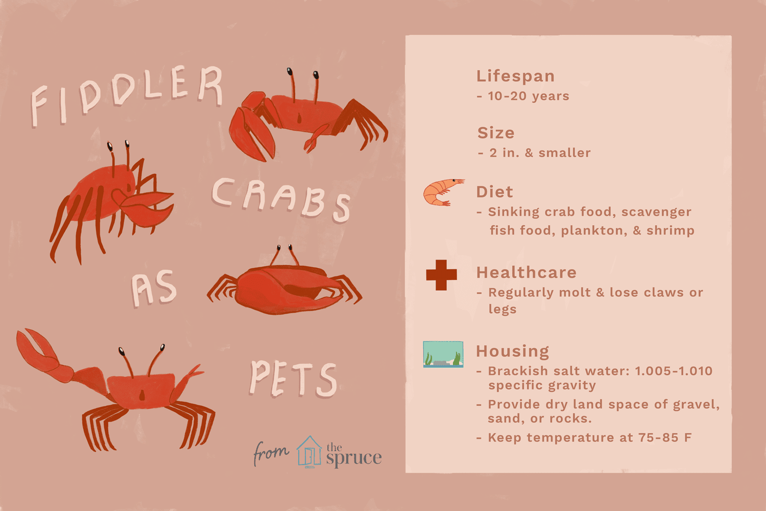 Fiddler crabs as pets illustration