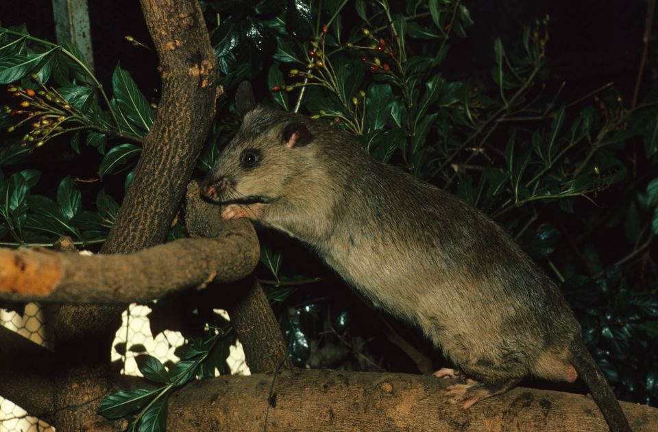 Gambian pouched rat on a branch