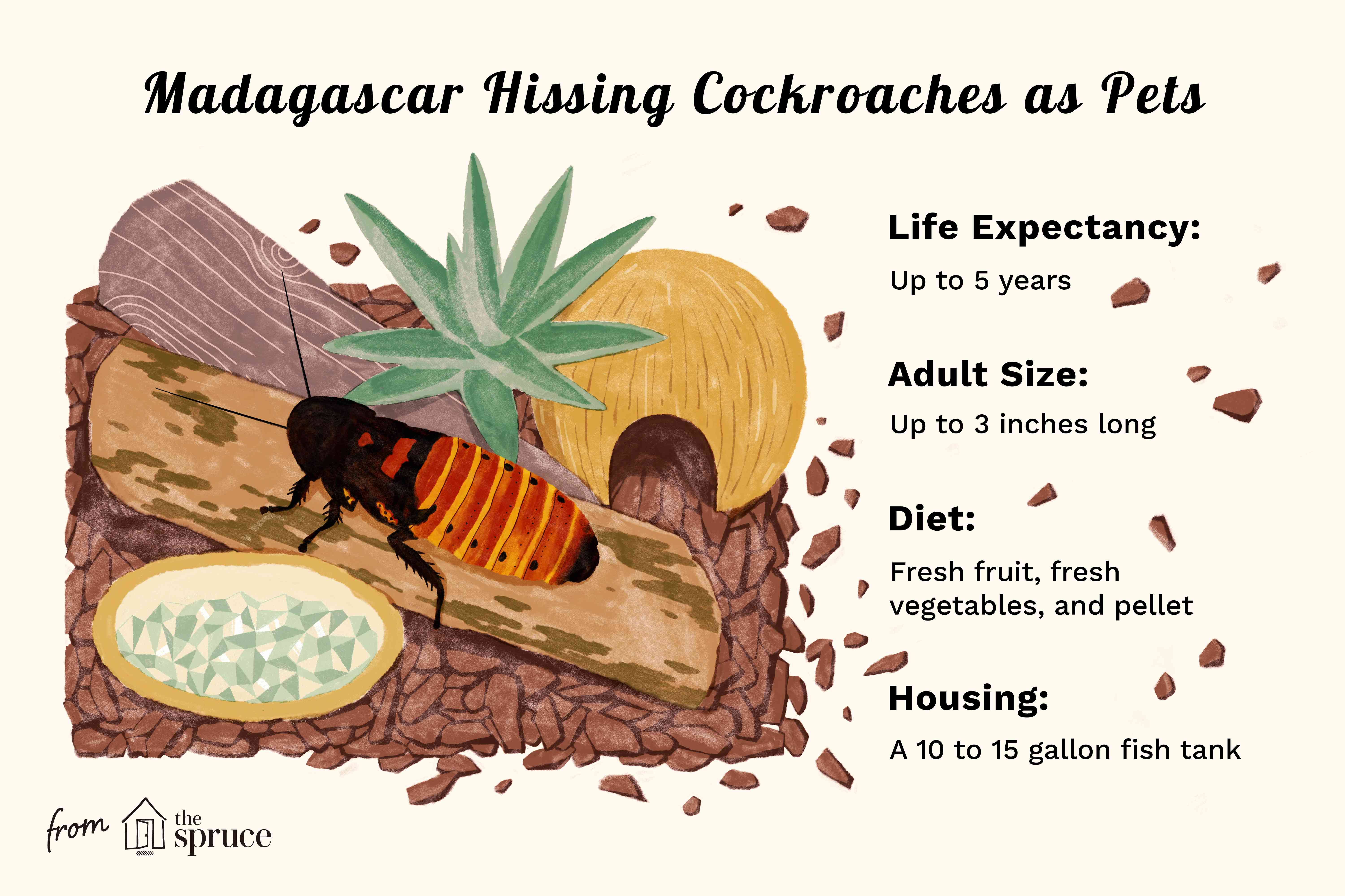 madagascar hissing cockroaches as pets
