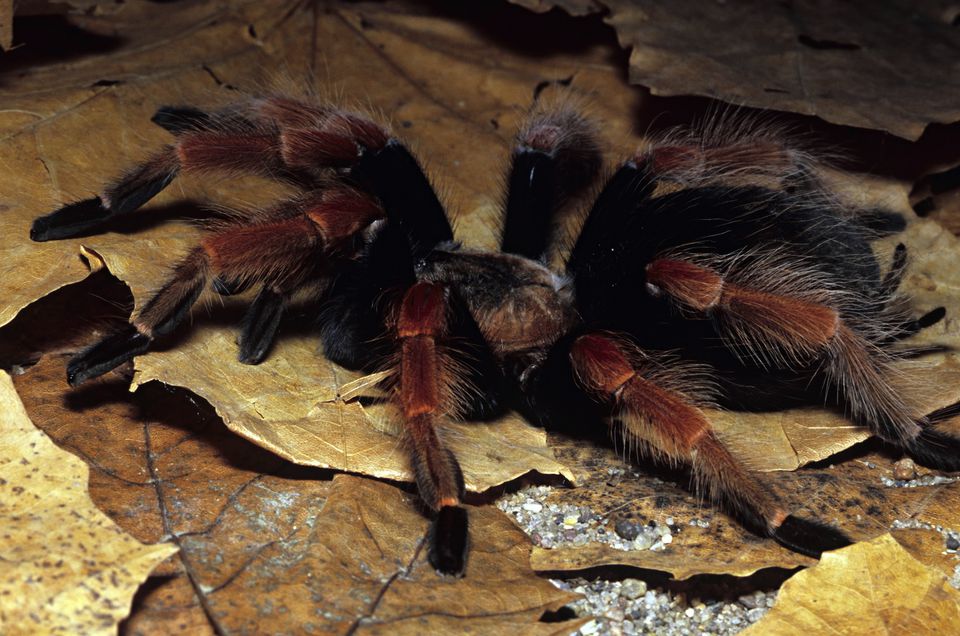 Mexican redleg tarantula