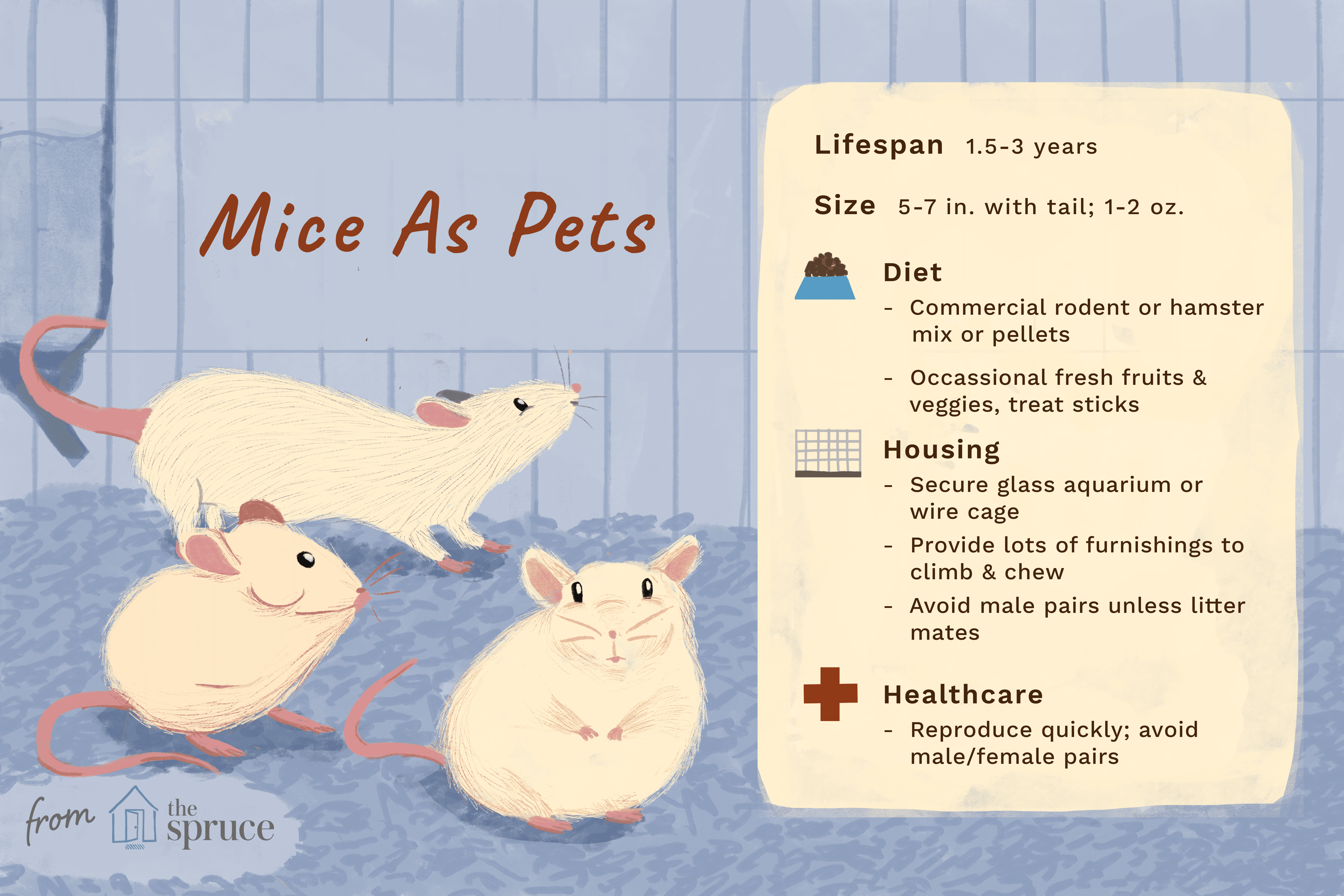 mice as pets: care sheet