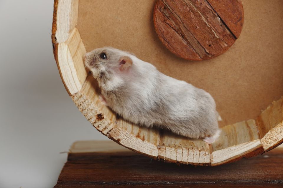 Campbells Dwarf Hamster running in bogie wheel
