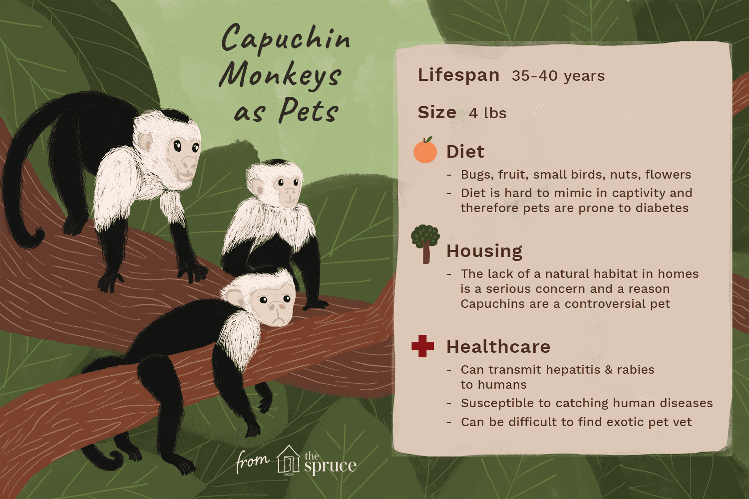 illustration of capuchin monkeys as pets