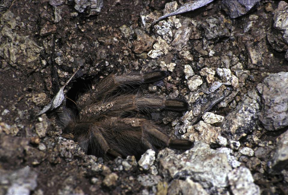 Desert tarantula coming out of hole