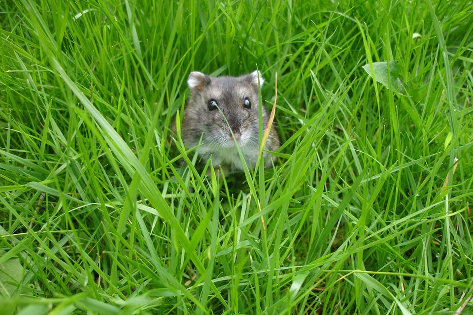Russian dwarf hamster in the garden