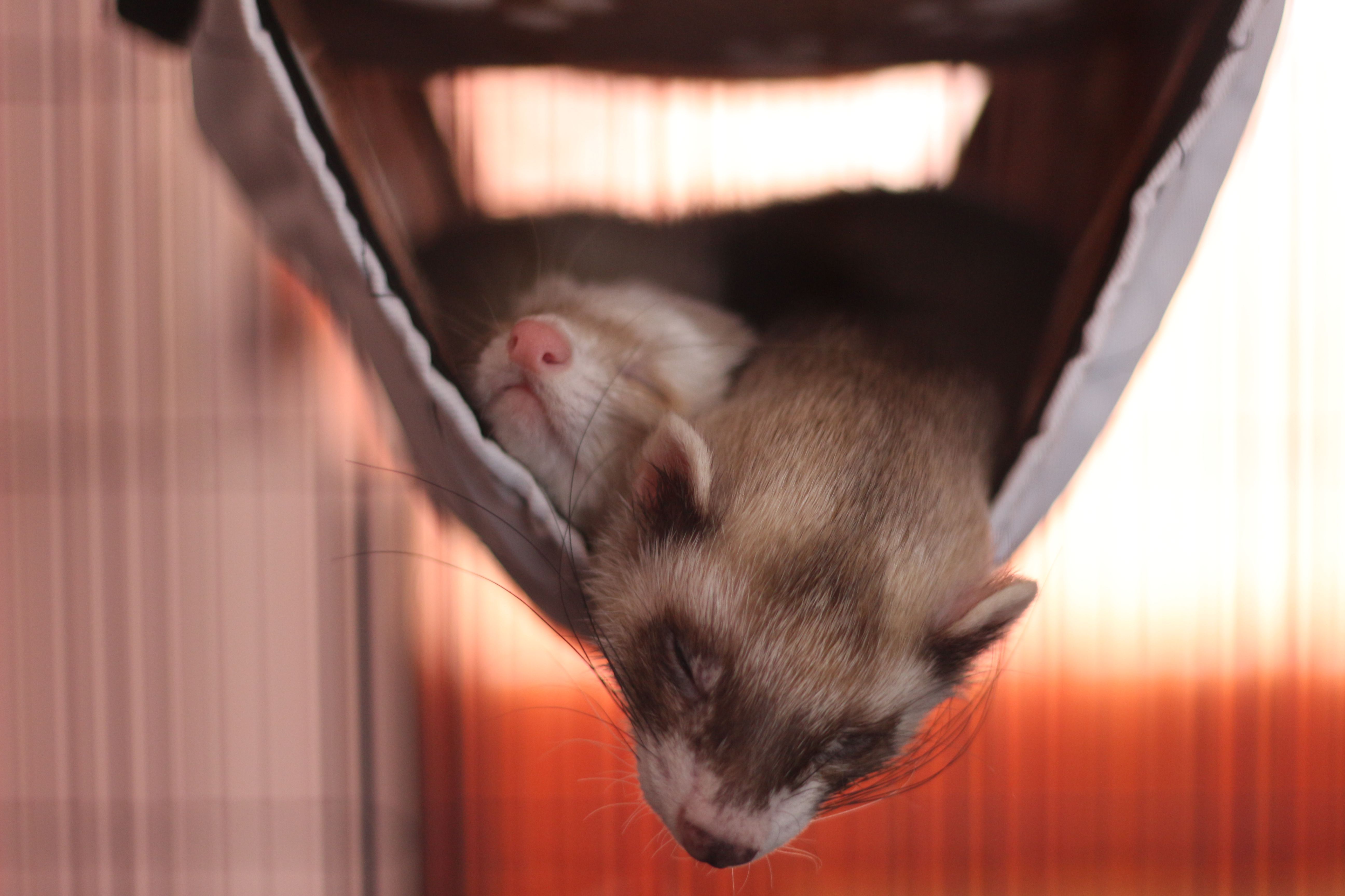 Two ferrets sleeping in a hammock.