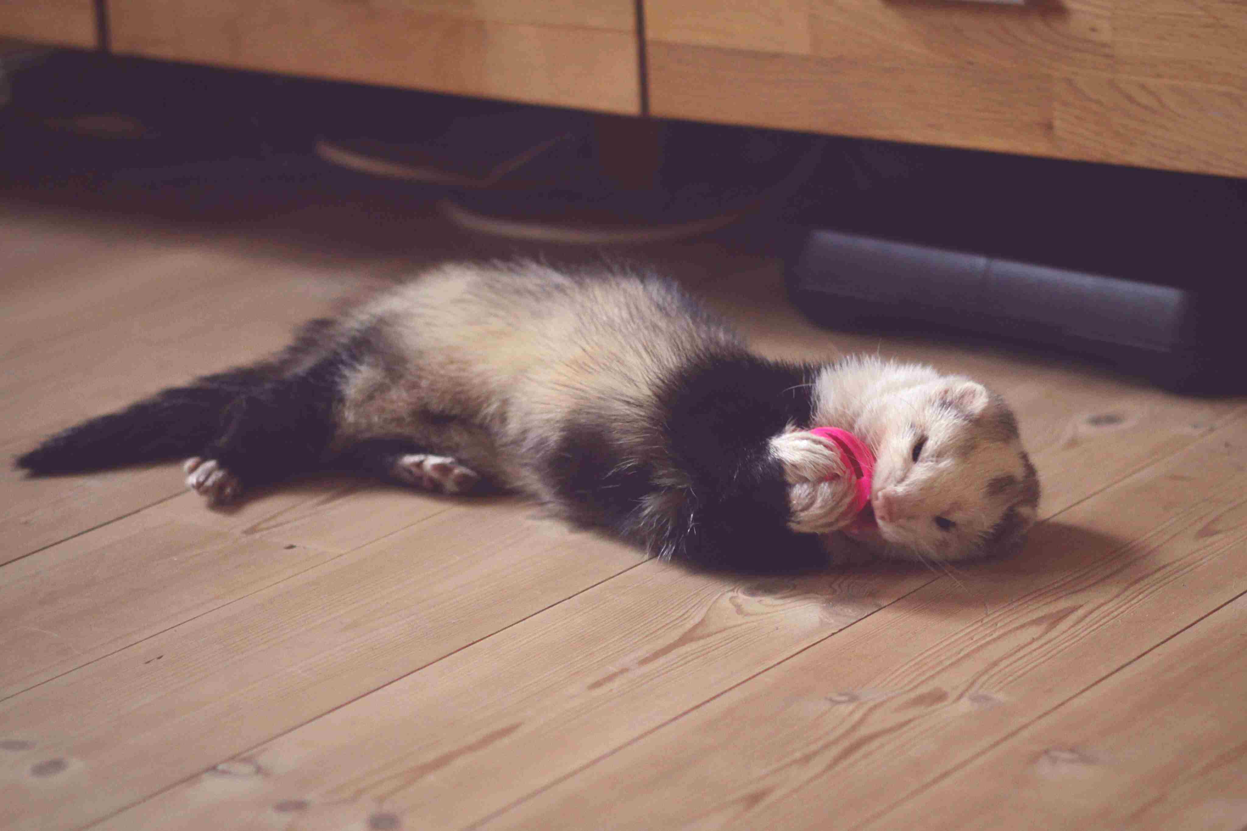 Ferret playing with a pink toy while lying on hardwood flooring.
