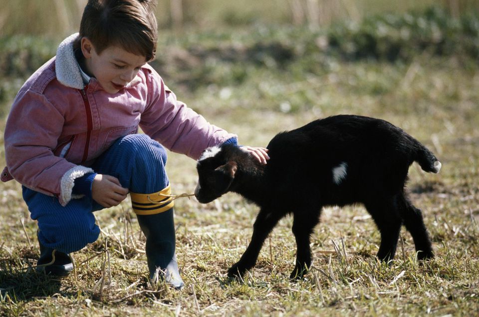 Boy (4-7) touching goat, outdoors