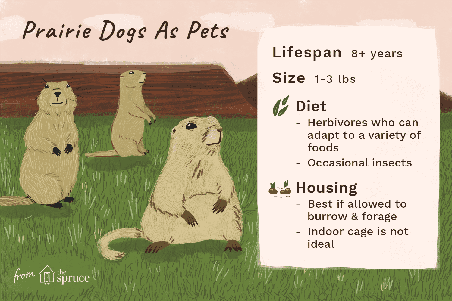 Prairie dogs as pets illustration