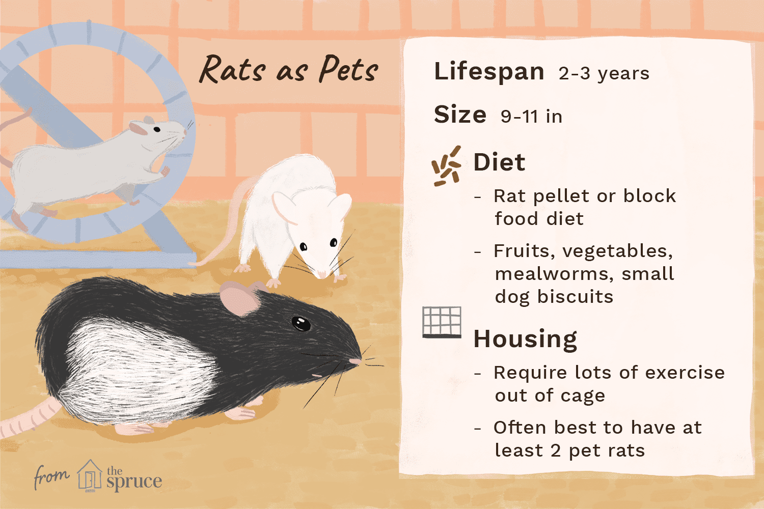 illustration of rats as pets