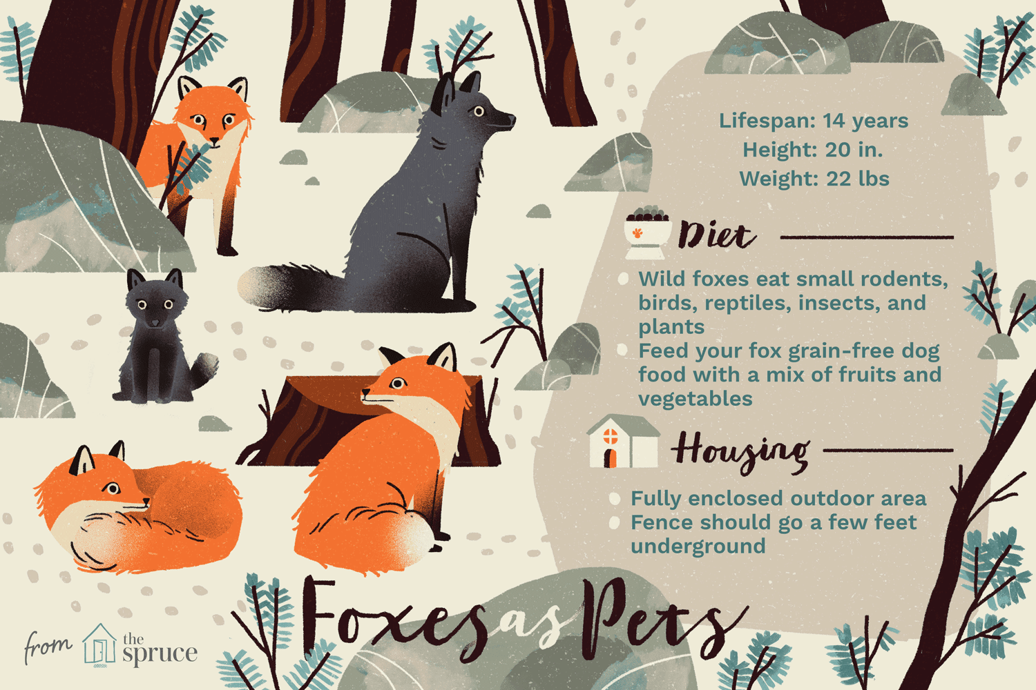 illustration of foxes as pets, care sheet