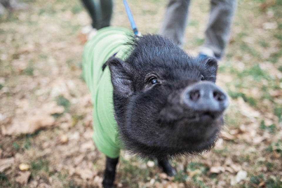 Potbellied pig