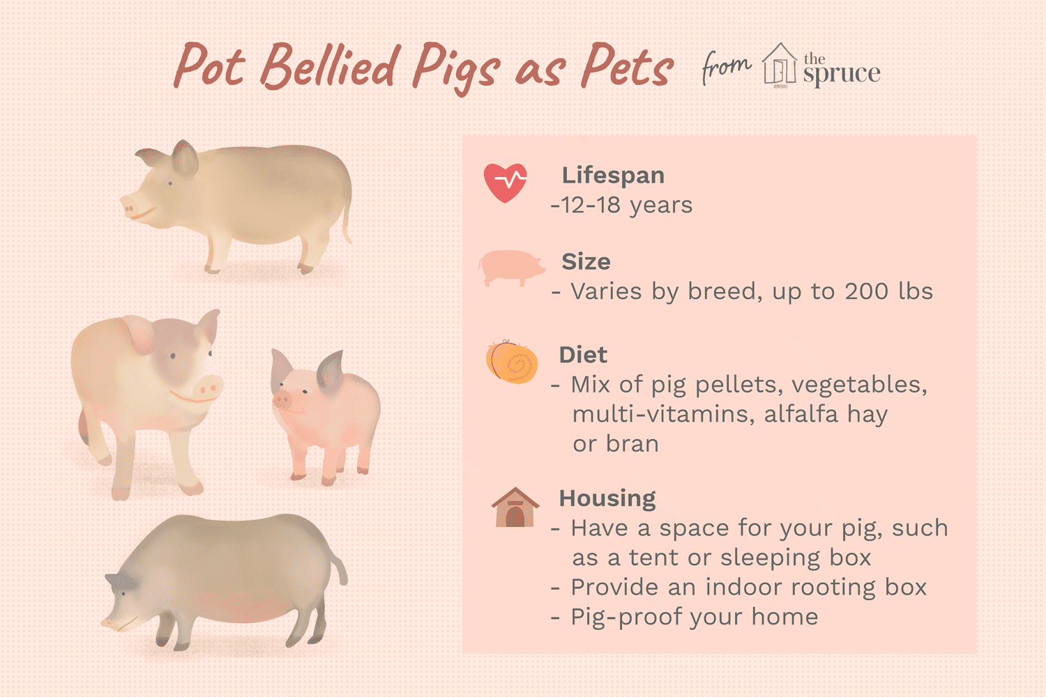 illustration of potbellied pigs as pets