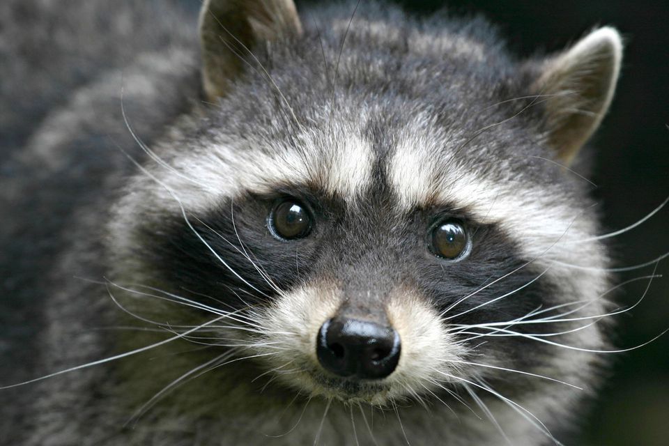 Close up of a raccoon face