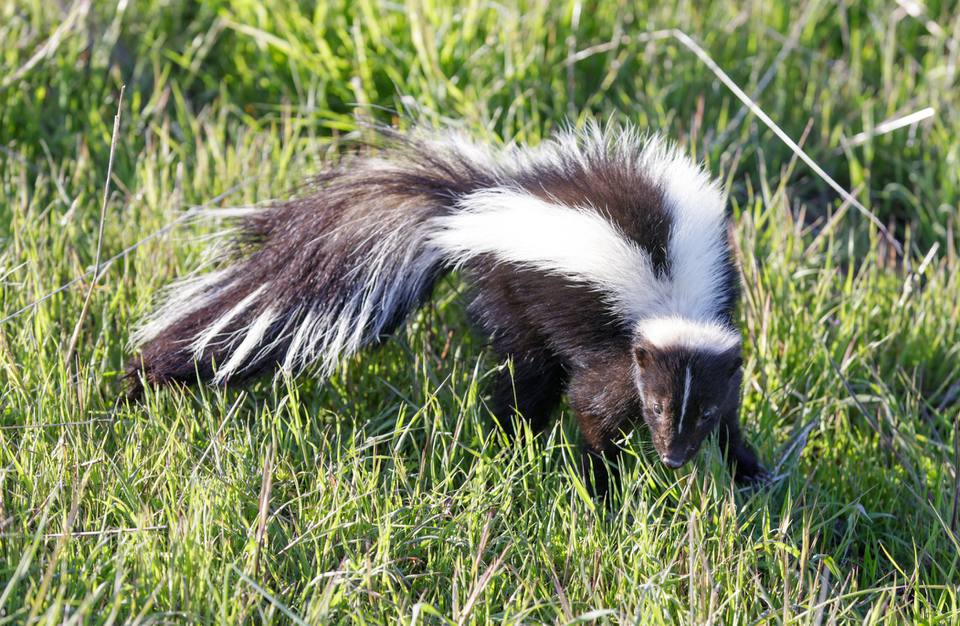 Skunk in grass