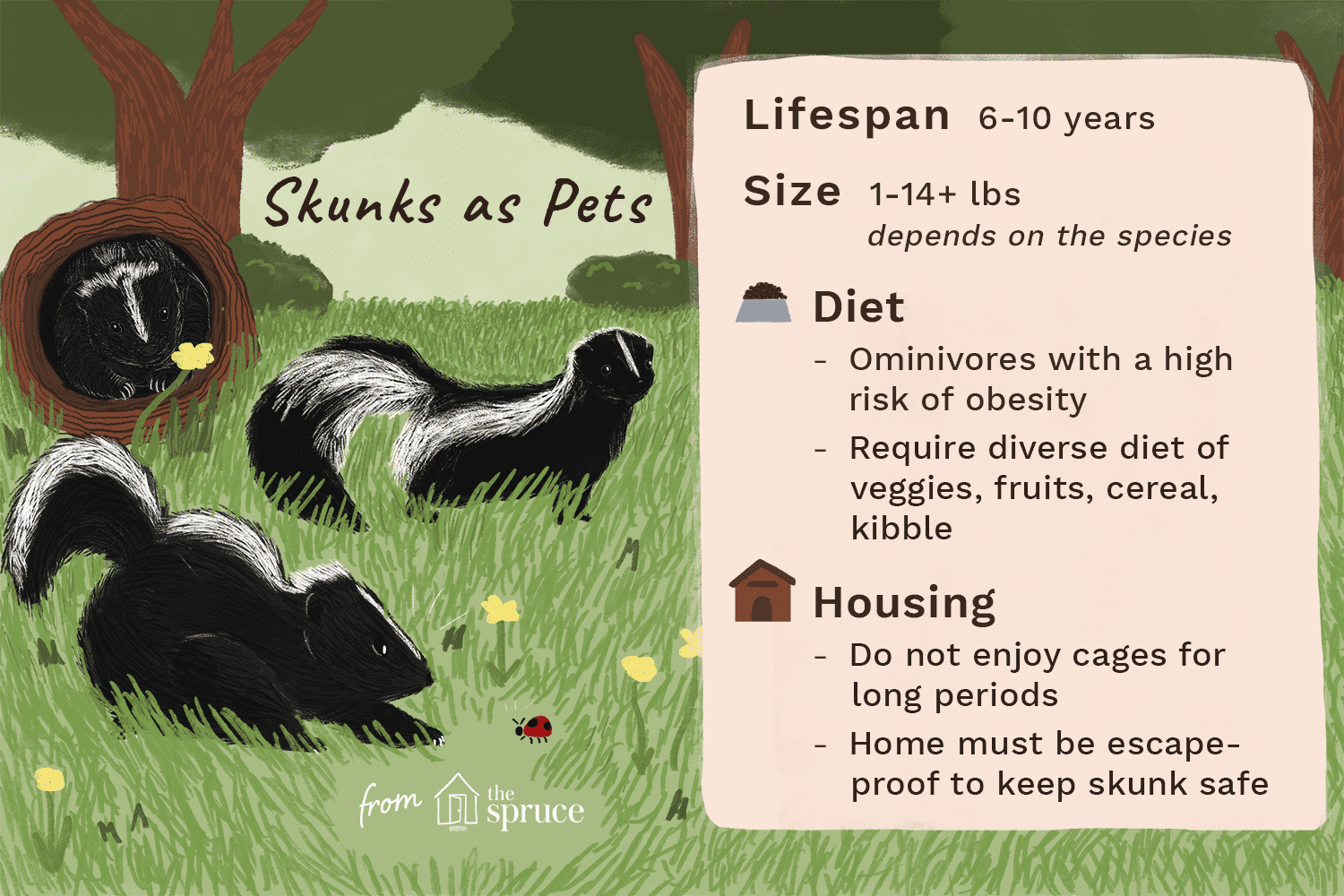 illustration of pet skunk care sheet