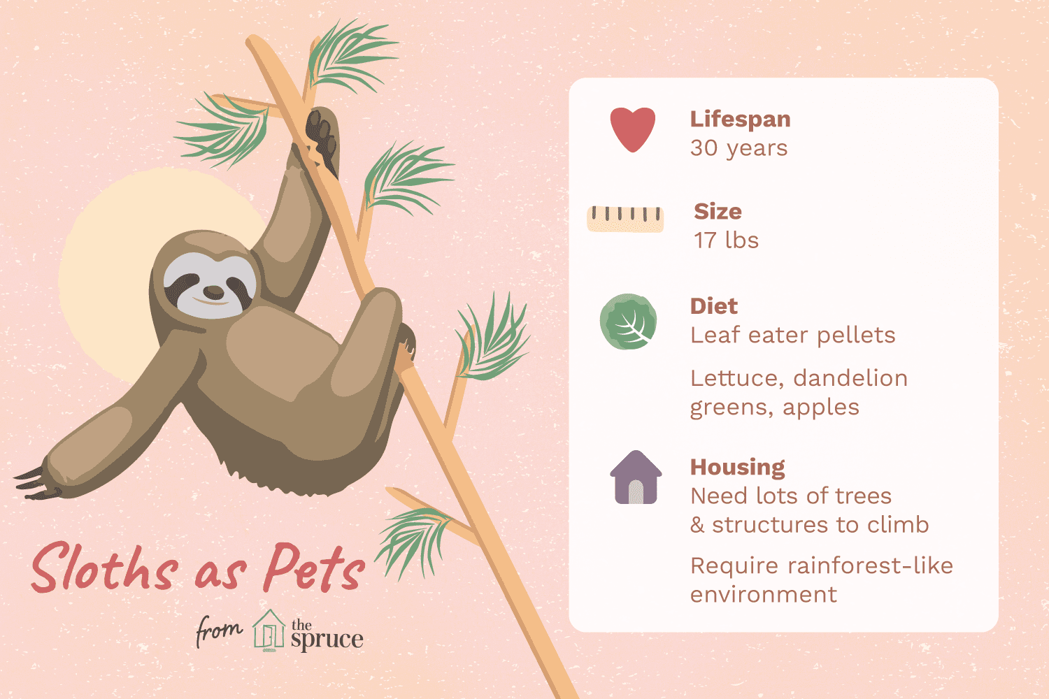 illustration of care sheet of sloths as pets