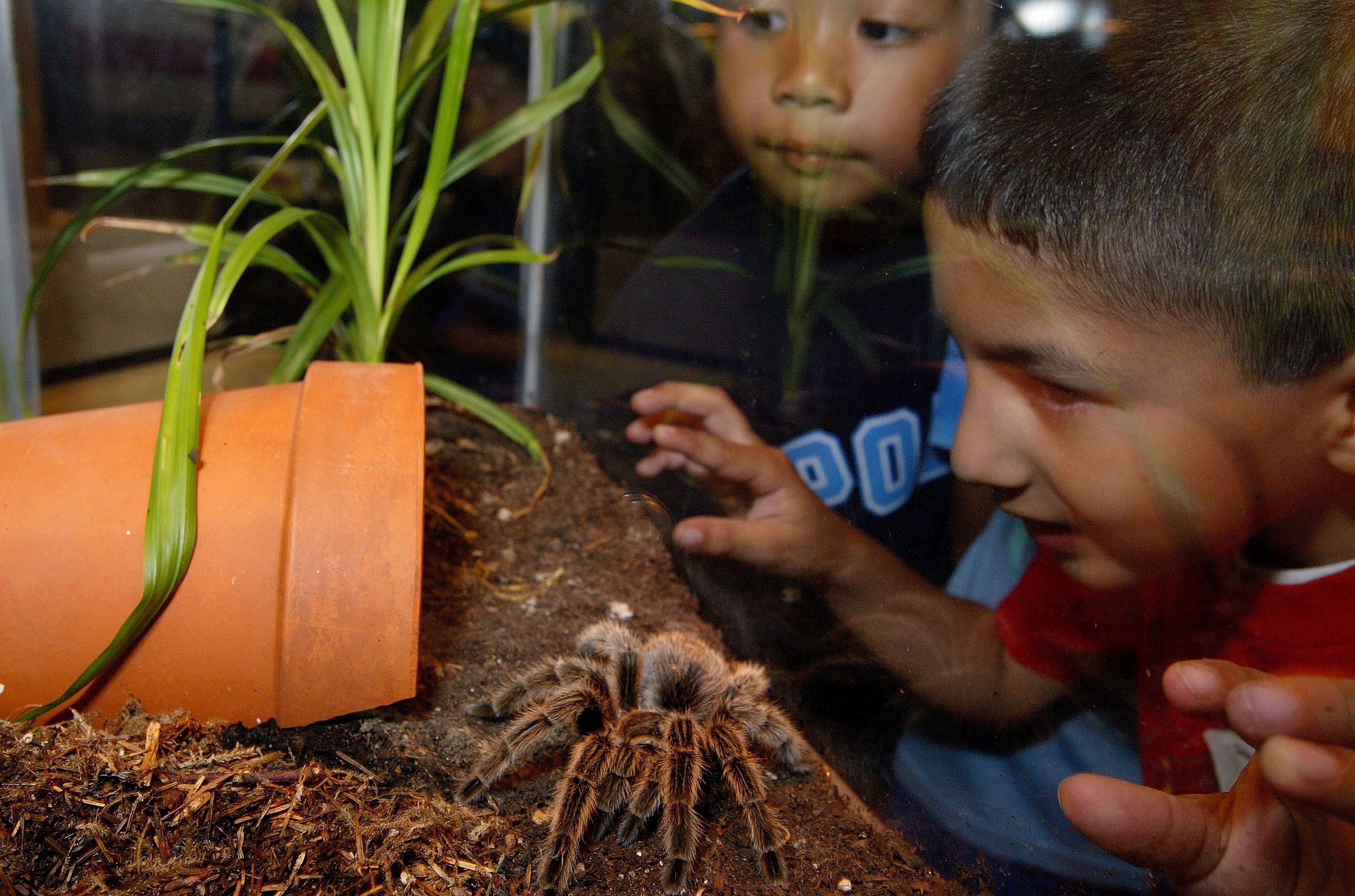 kids looking at a tarantula in an enclosure