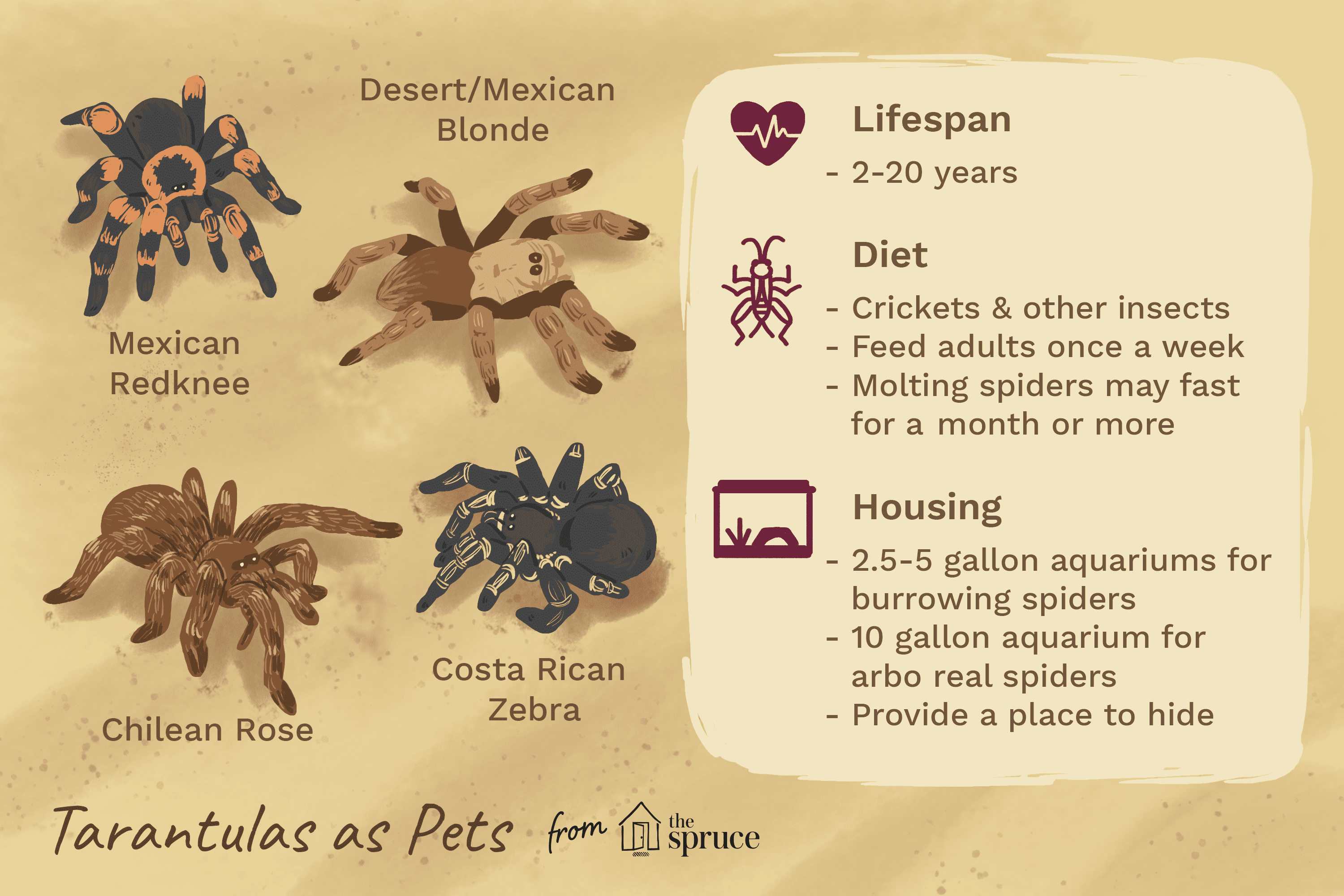 illustration of tarantulas as pets