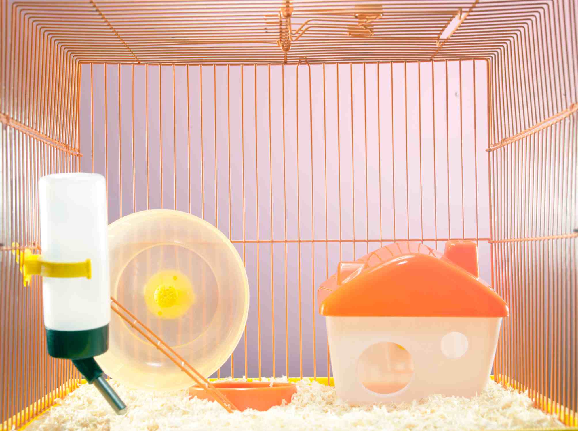 A fully equipped hamster cage