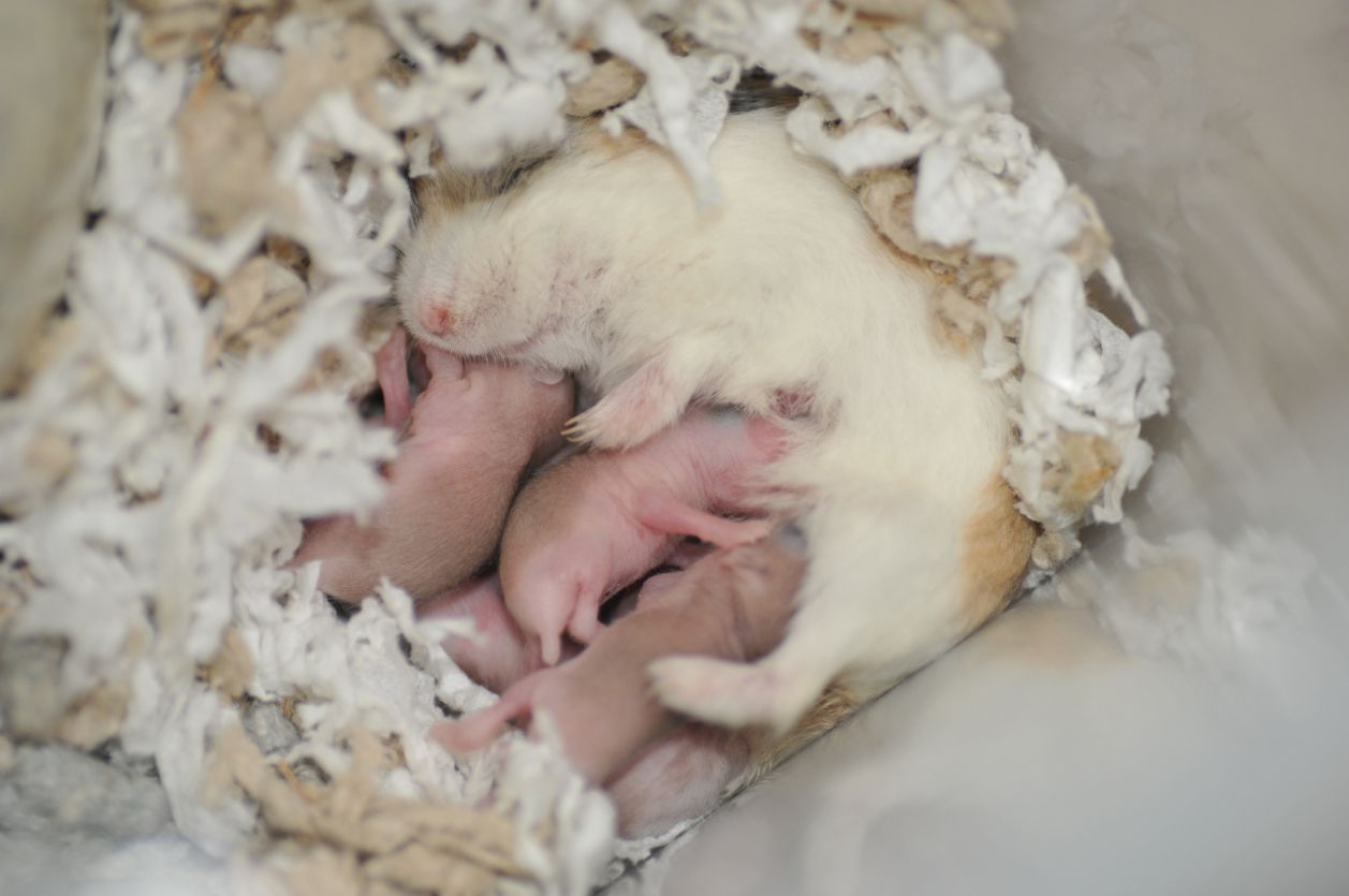 A hamster mother with her babies