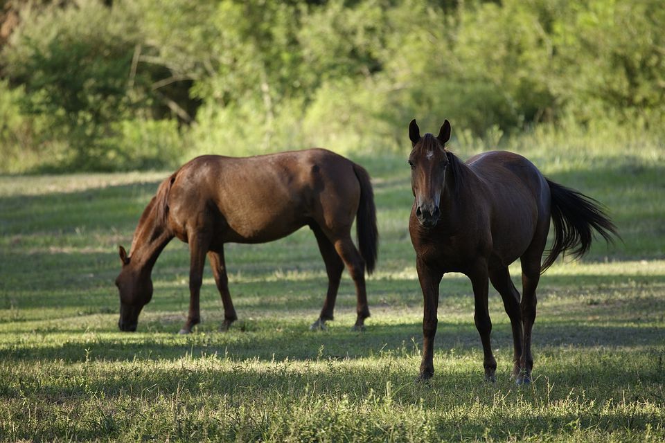 horses in a shady pasture