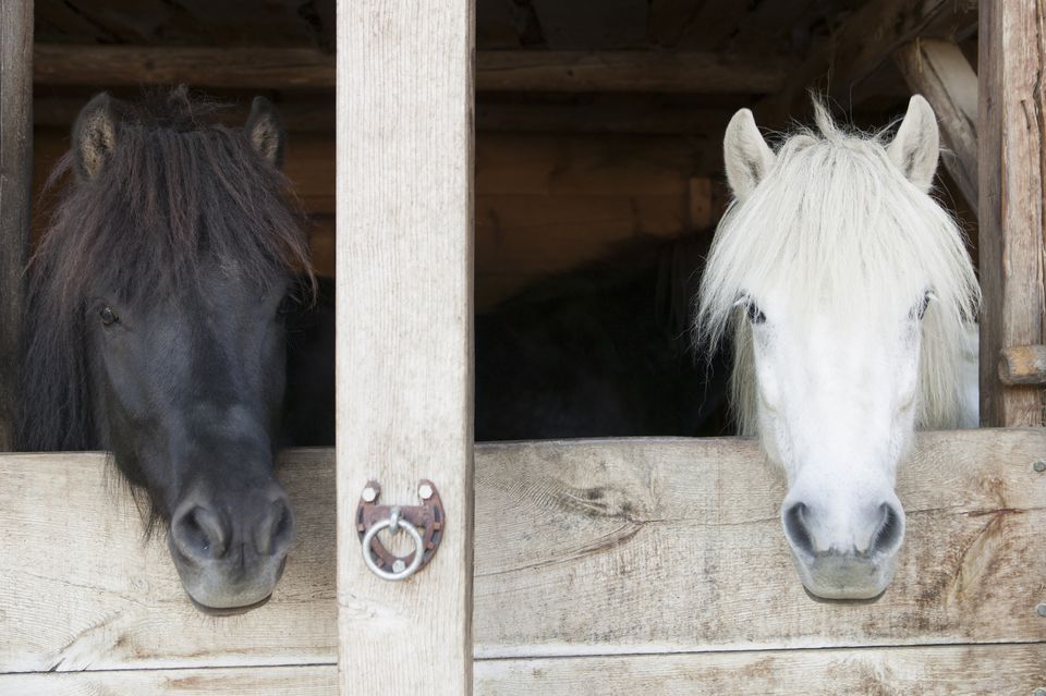 Horses leaning over stable doors