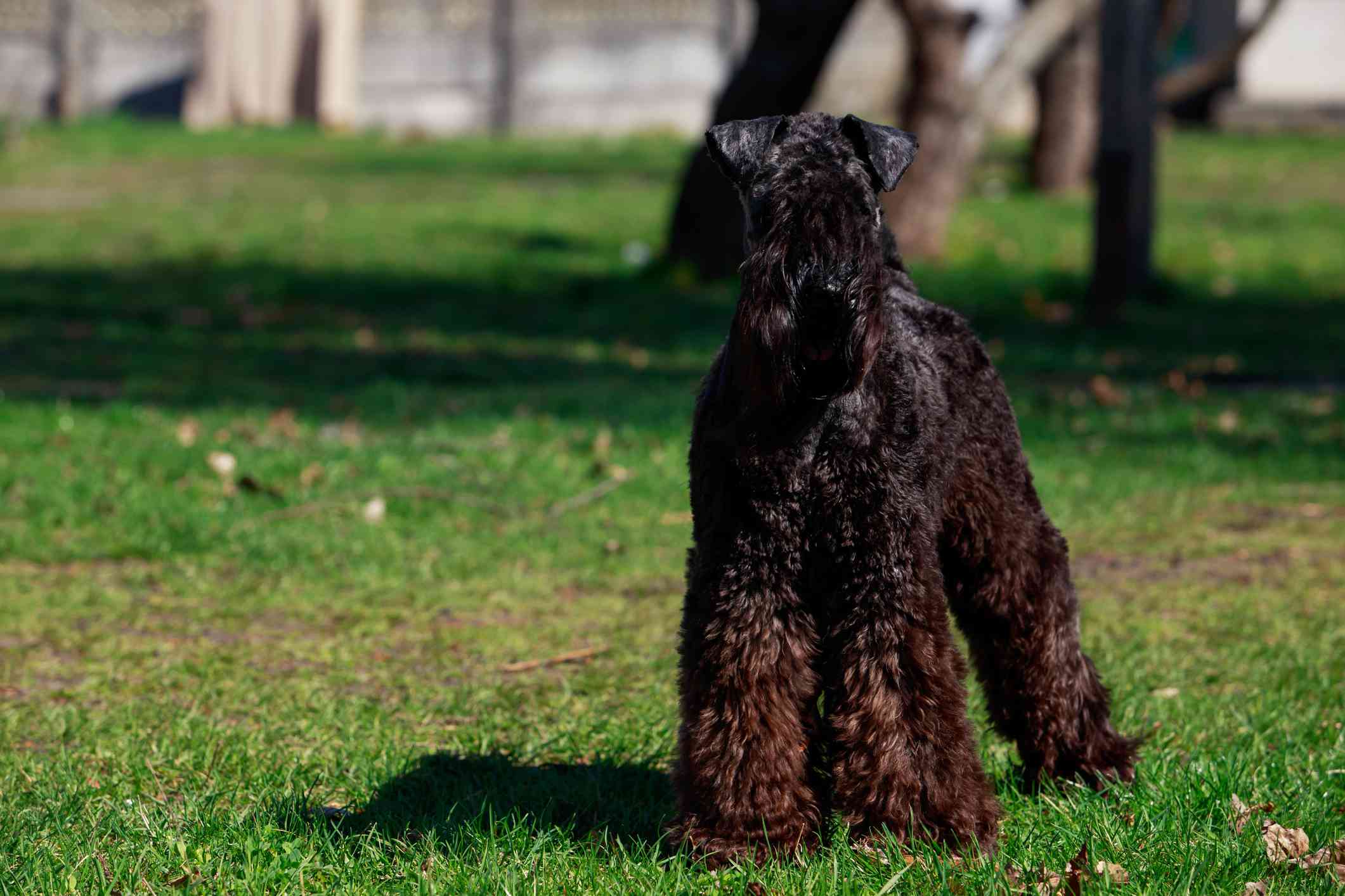 Kerry Blue terrier with black and brown coat