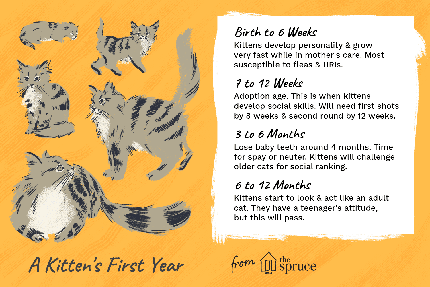 illustration of a kitten's first year as it develops