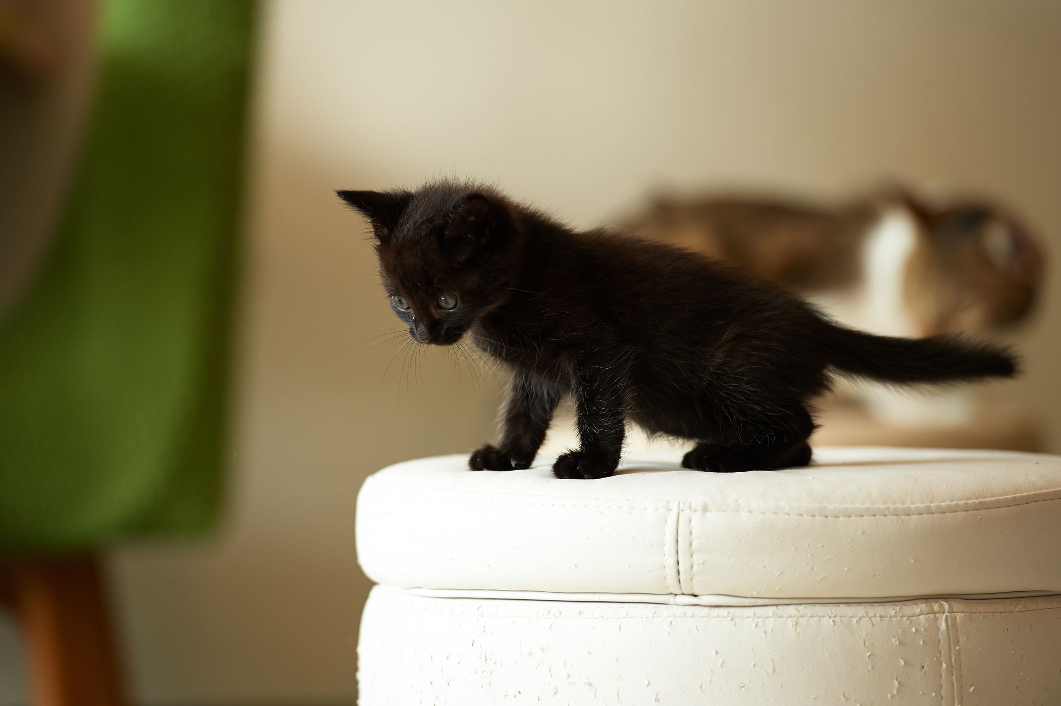 Kitten standing on stool