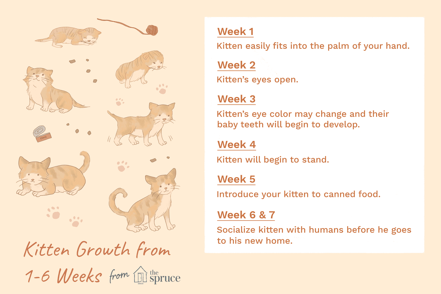 kitten growth chart
