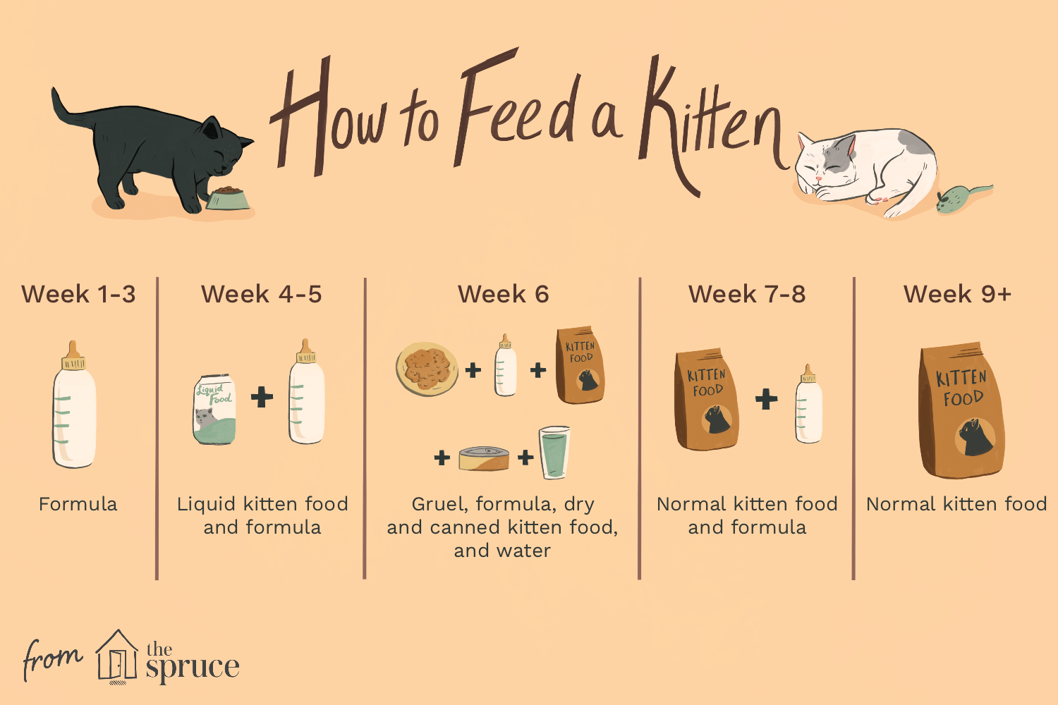 how to feed a kitten illustration