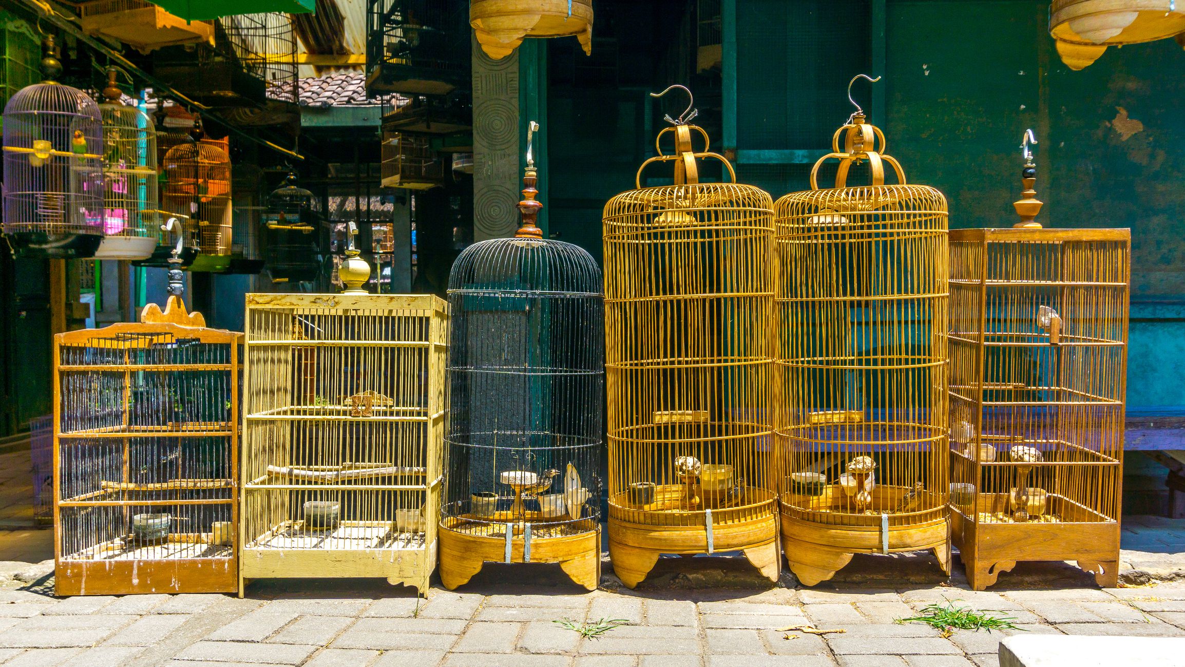 A row of bird in cages