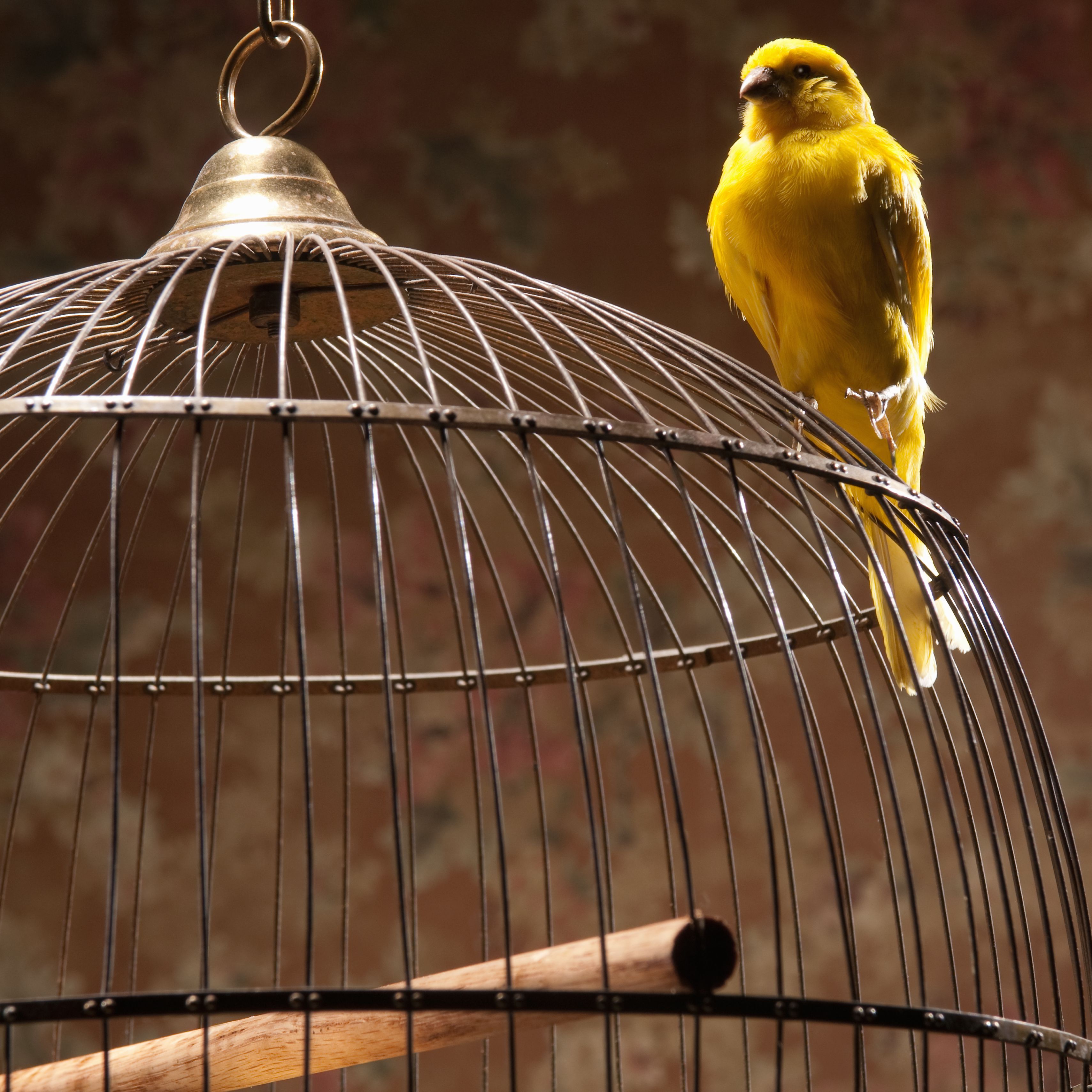 Canary perching atop birdcage