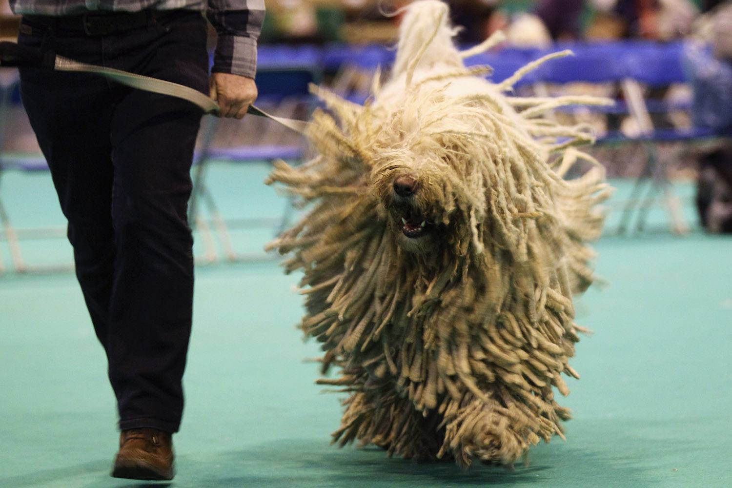 happy komondor running at a dog show