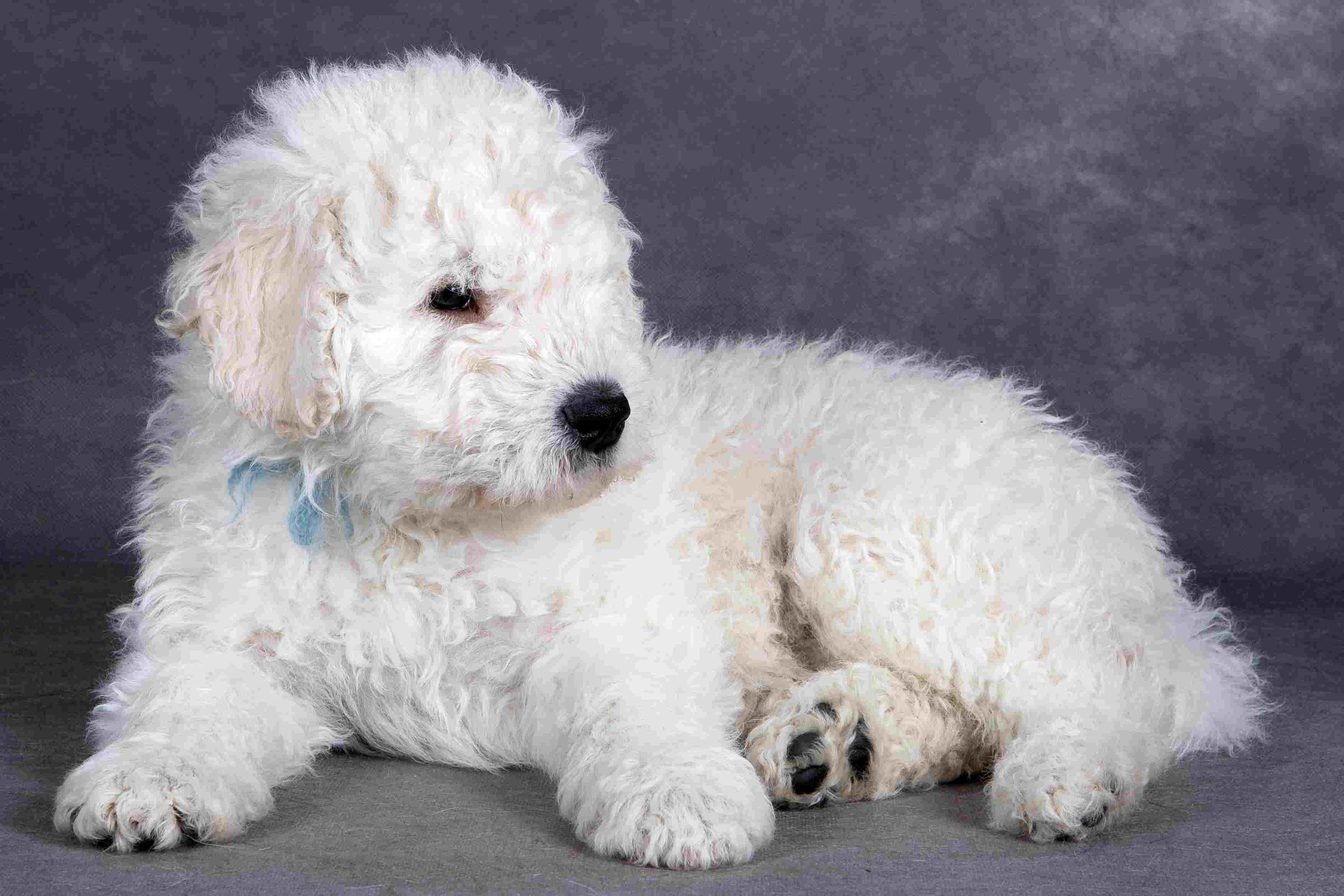 White Komondor puppy.