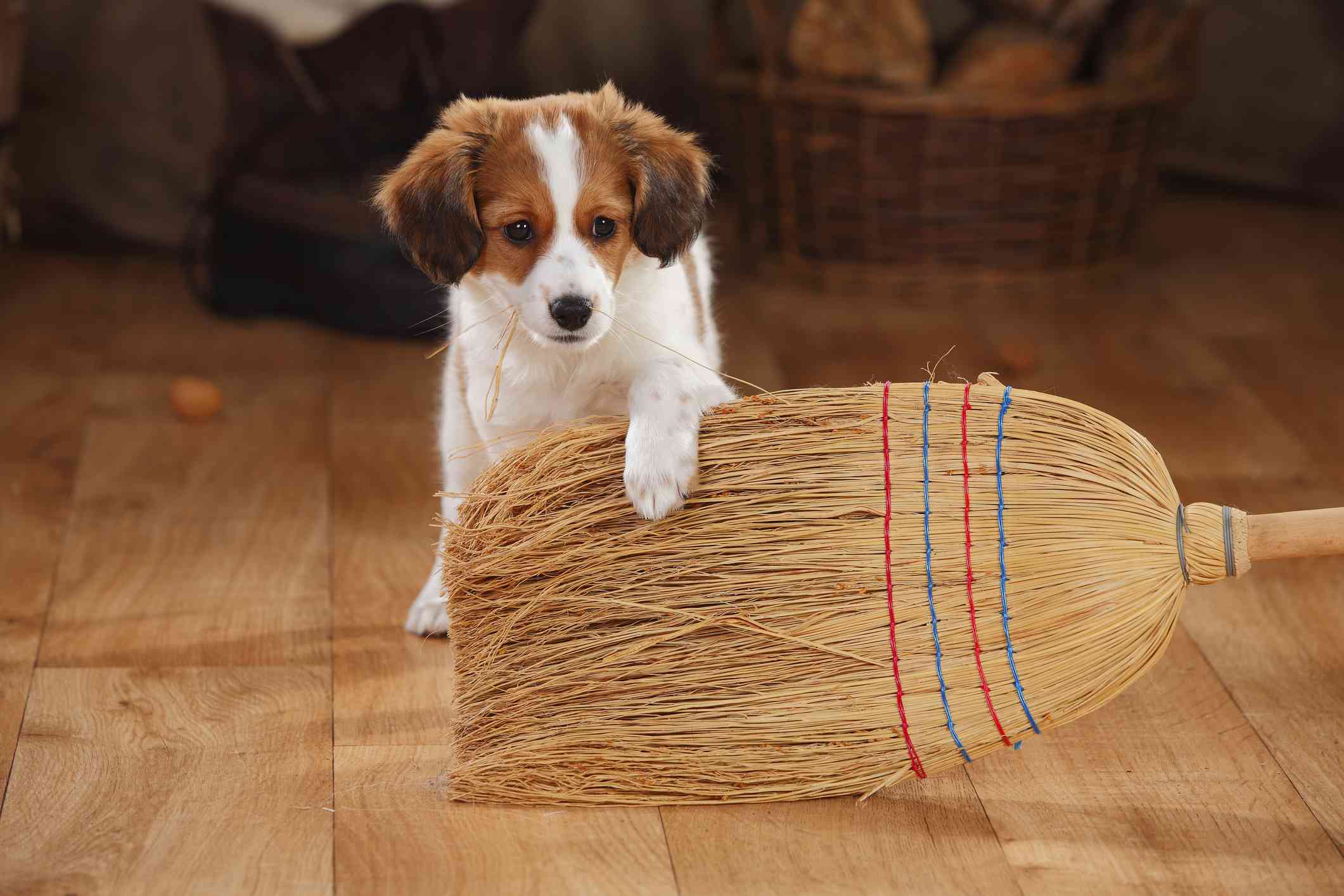 Kooikerhondje puppy playing with broom