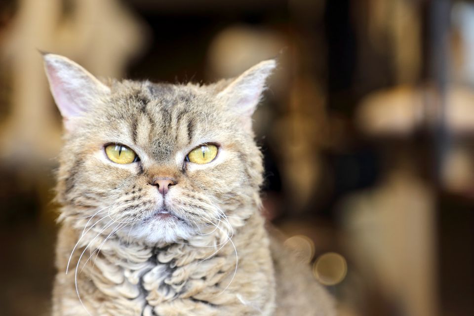 A close-up of a LaPerm cat