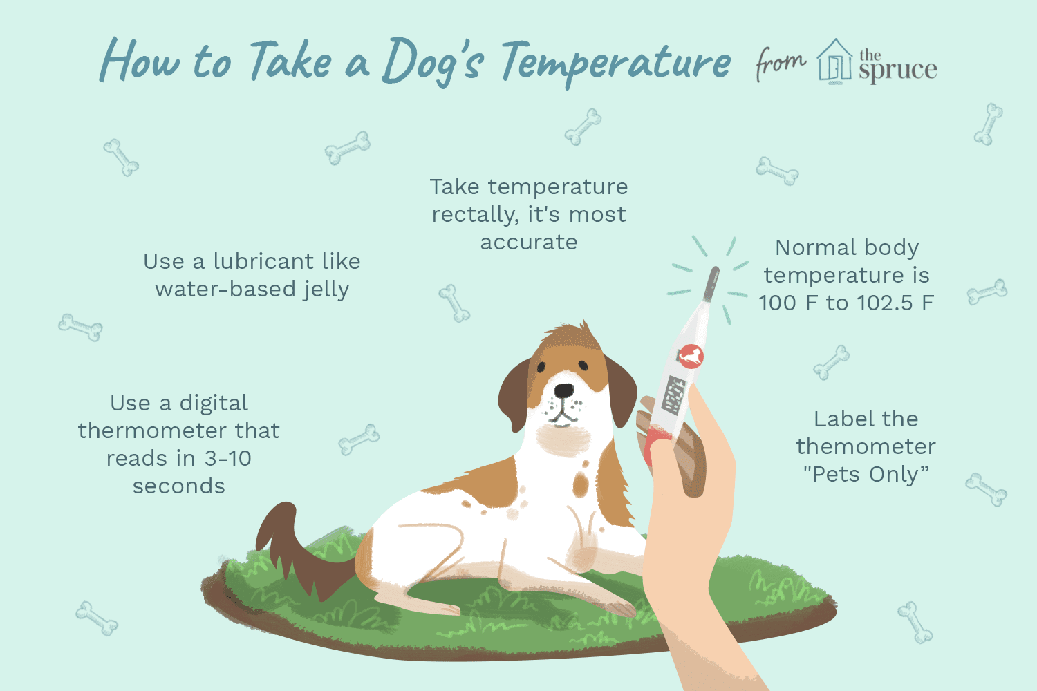 illustration of how to take a dog's temperature