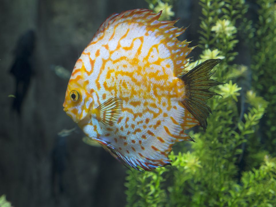 Discus fish, Symphysodon