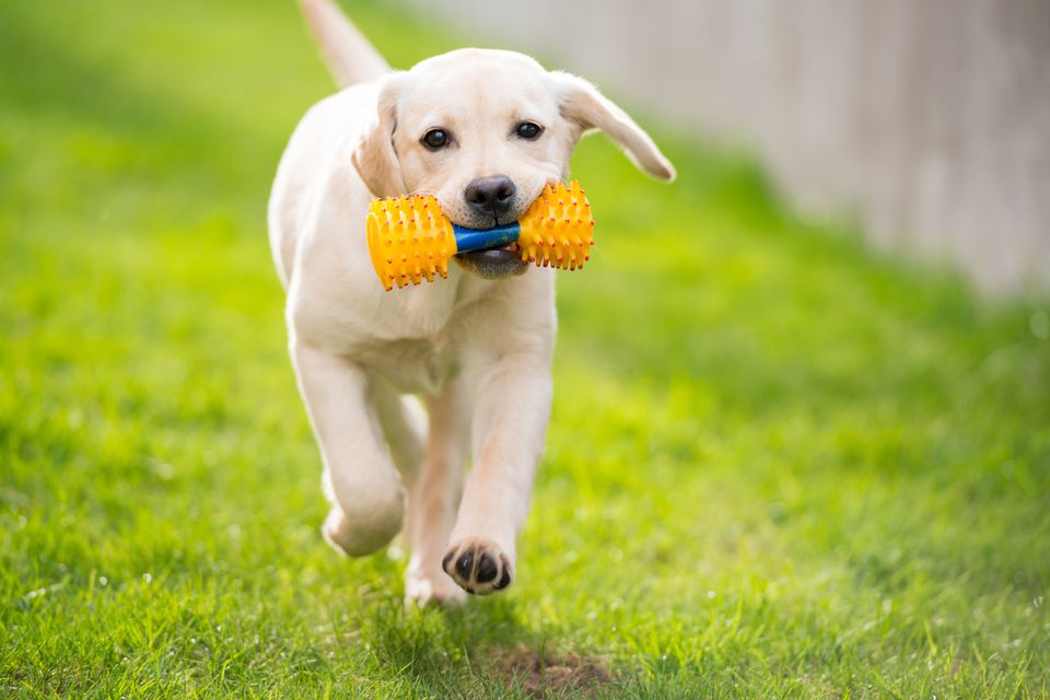 Labrador running with toy