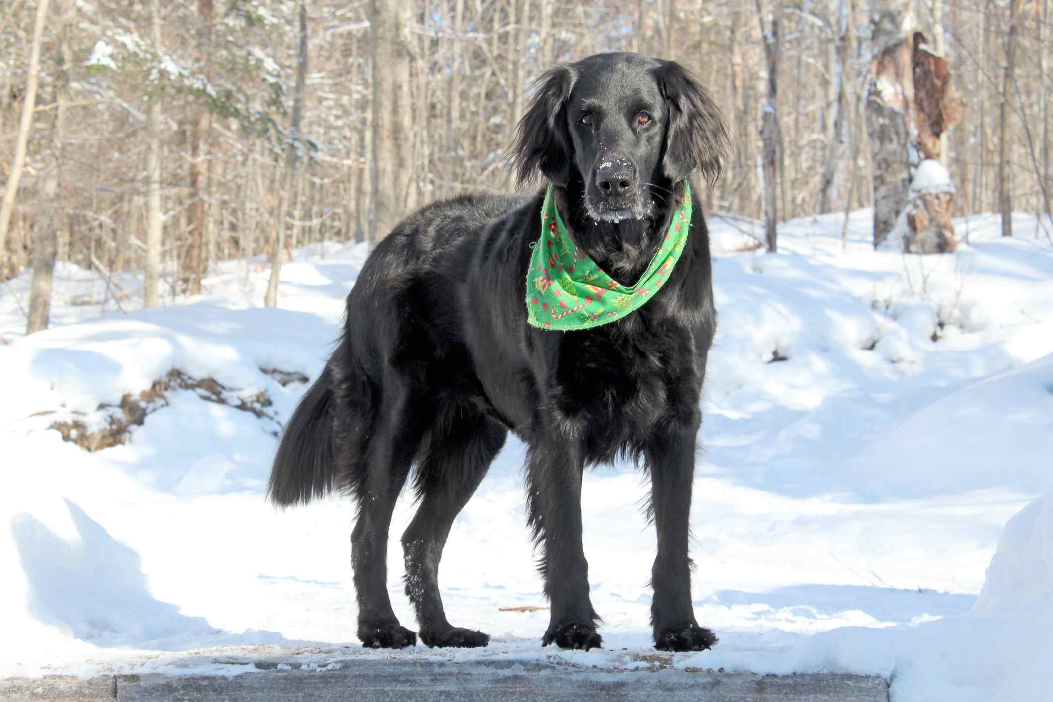 flat coated retriever in the snow