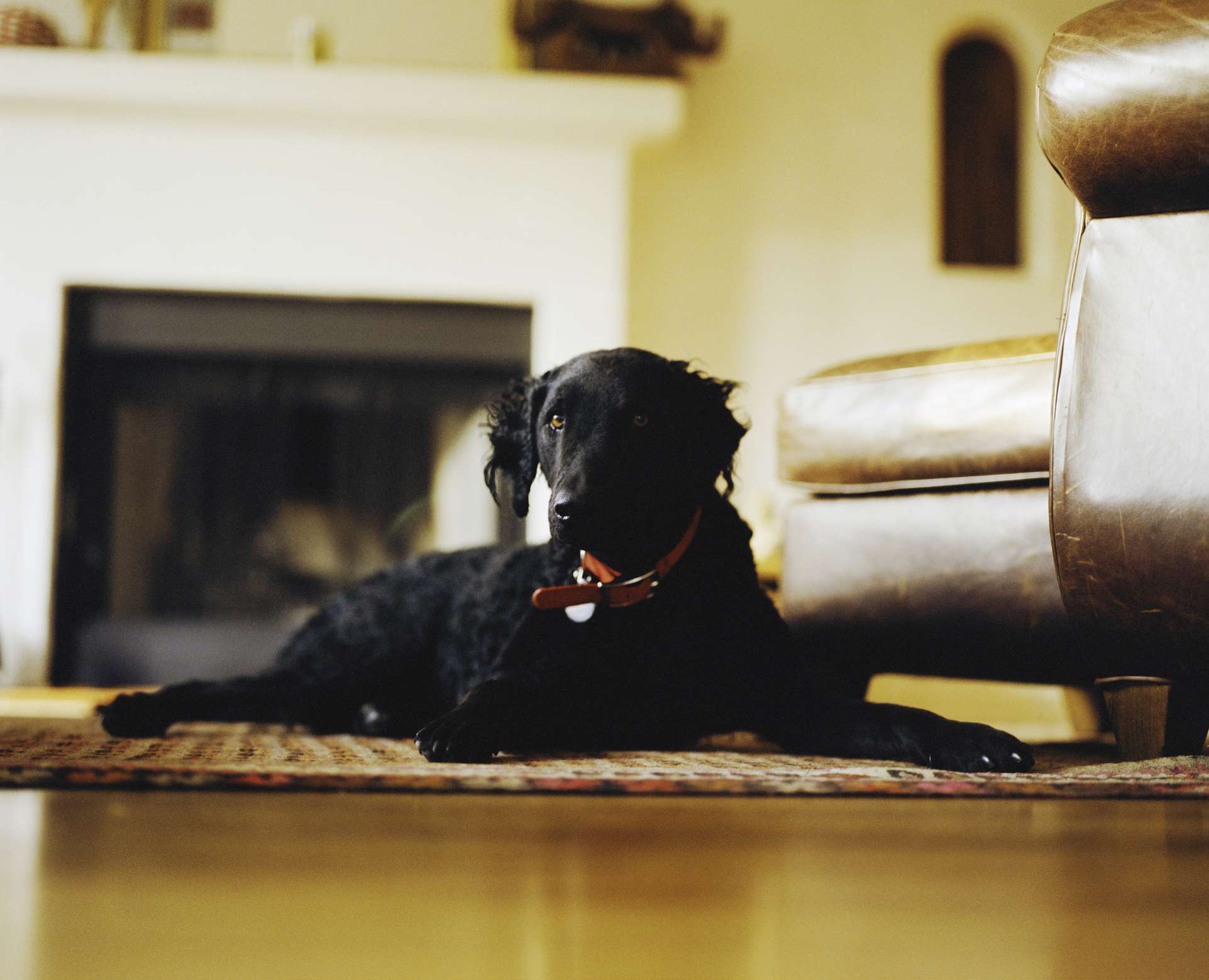 Curly coated retriever on a carpet