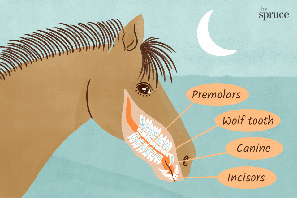 learn about horse teeth illustration