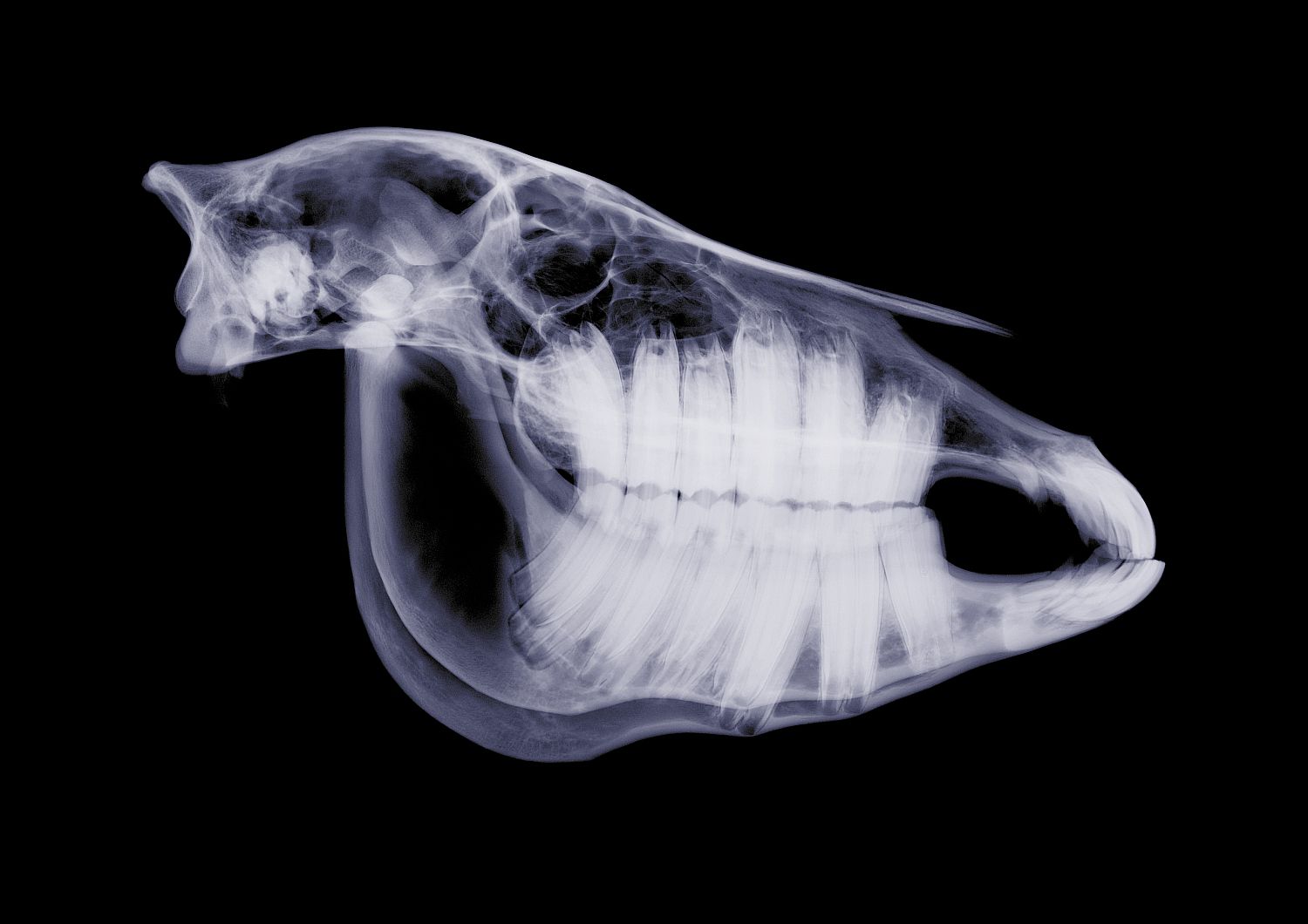 X-ray of horse skull, showing teeth