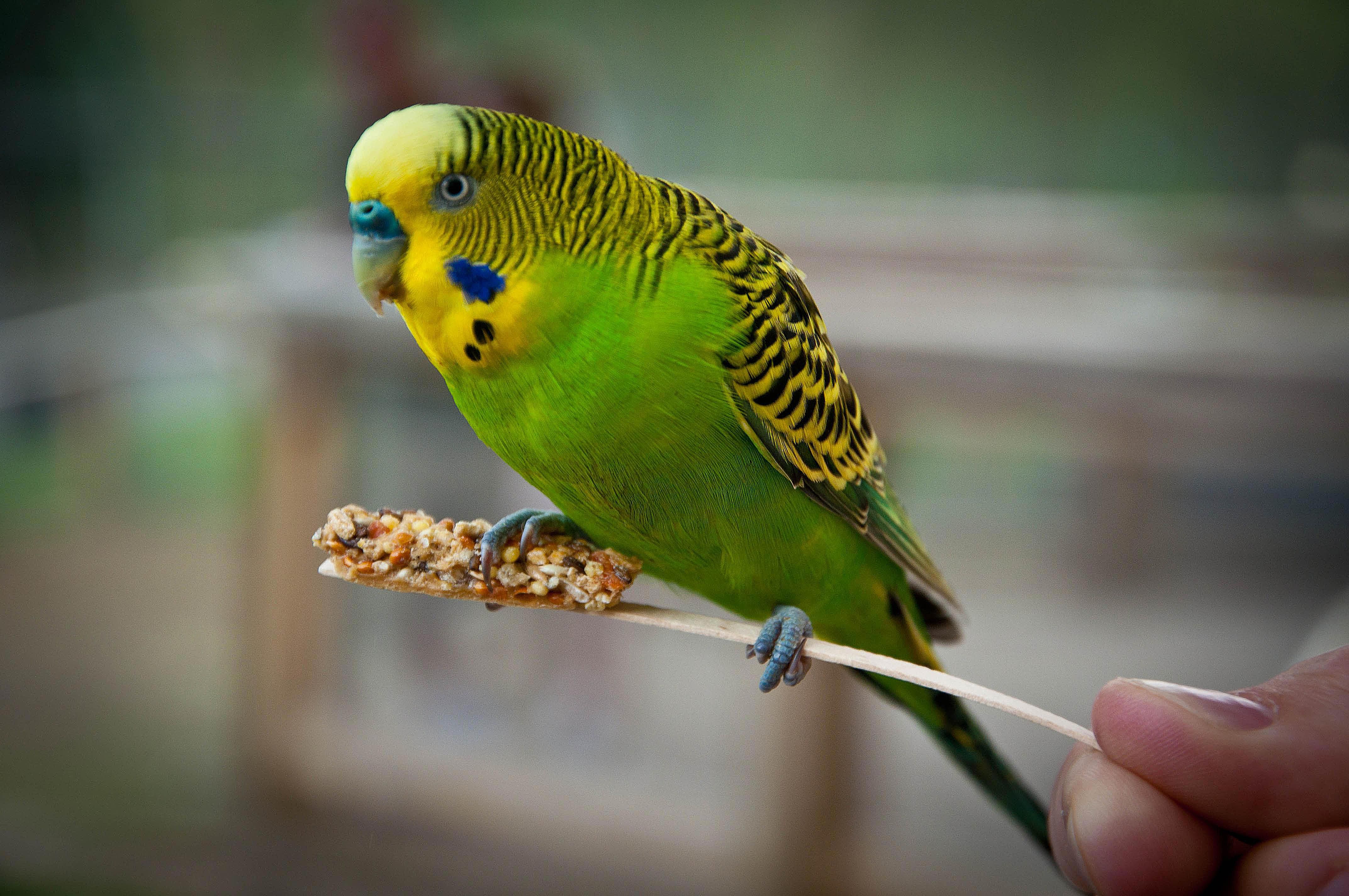 Budgie at Franklin Park Zoo
