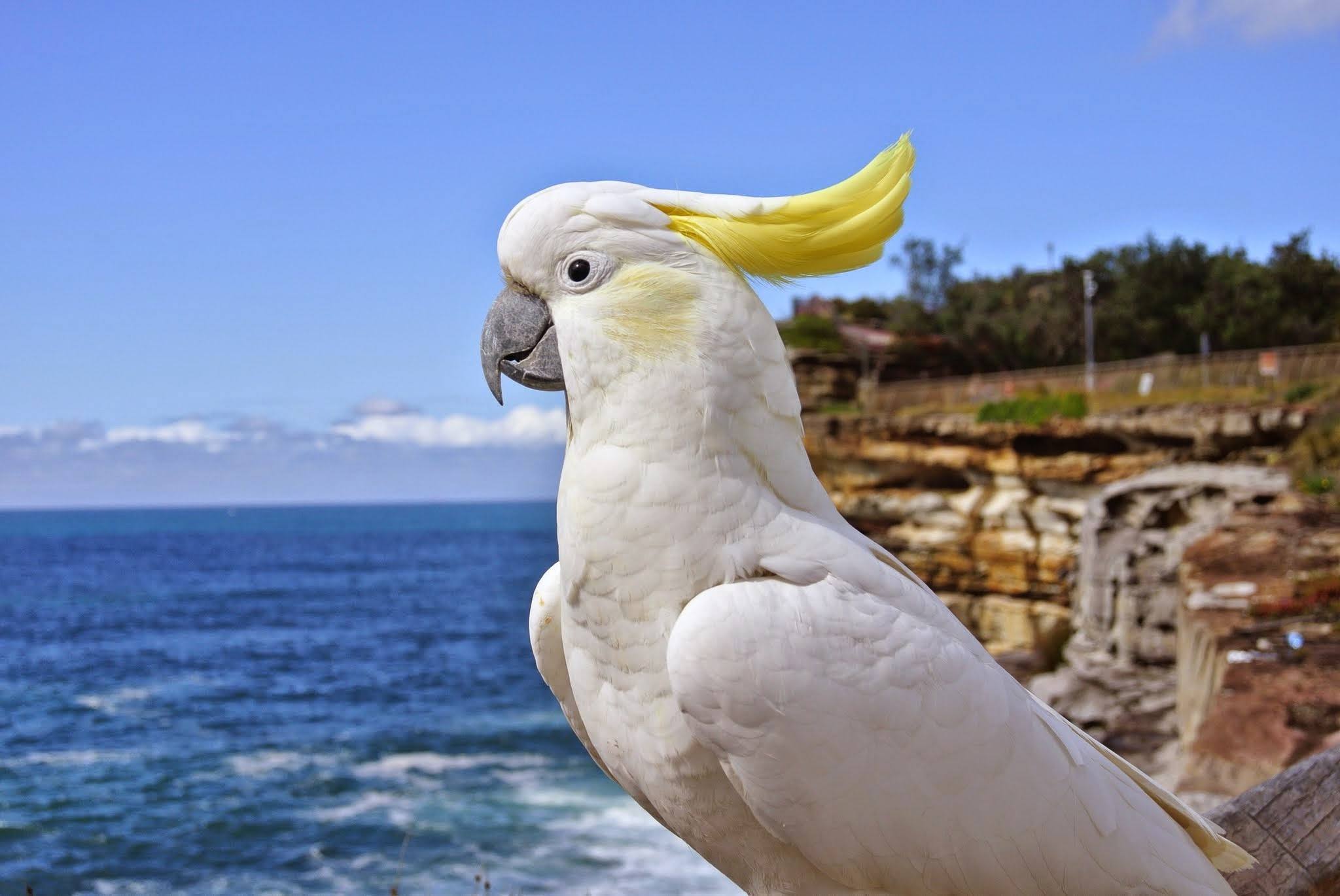 Sulphur-Crested Cockatoo By Sea Against Sky