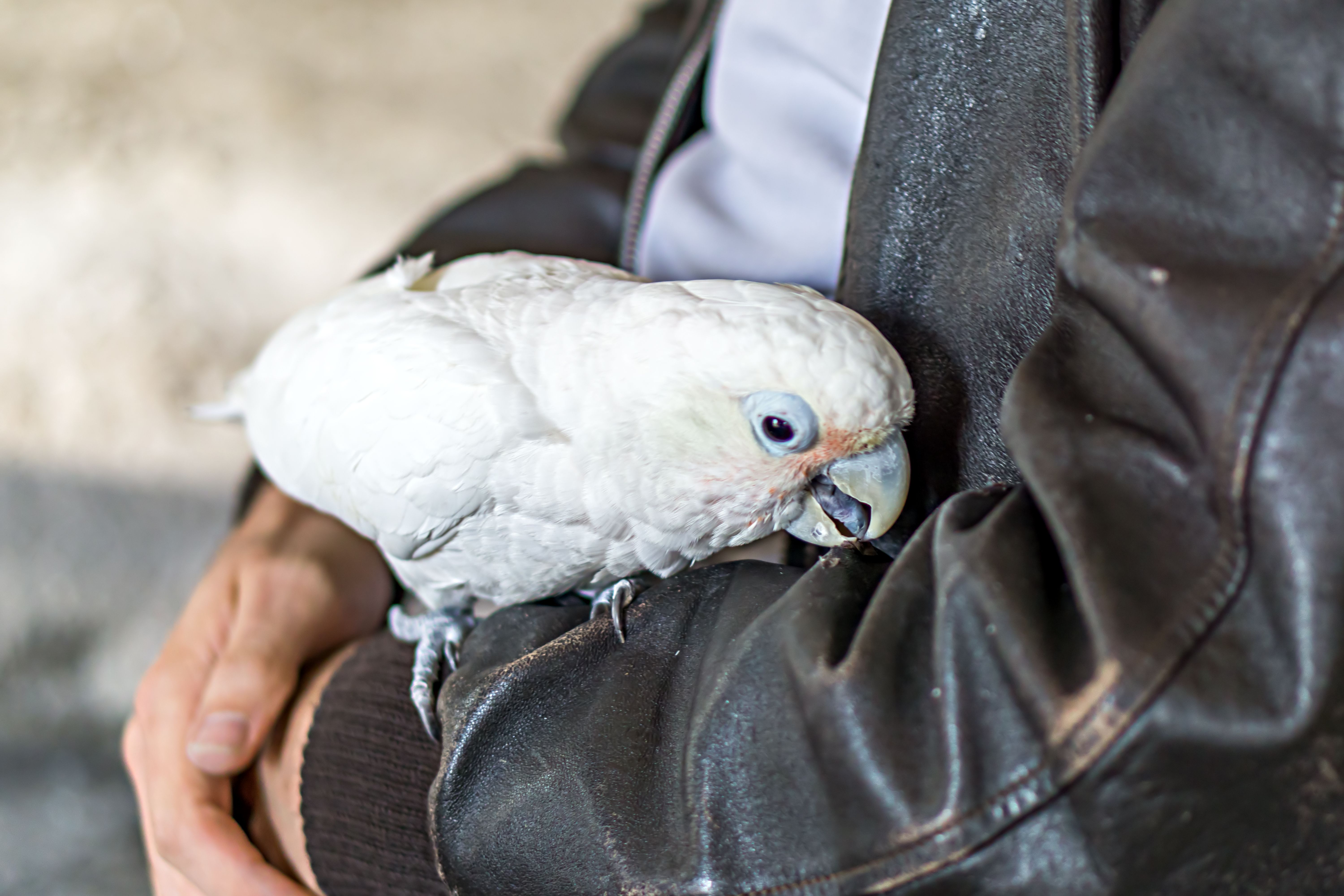 Tame cockatoo on a man with leather jacket